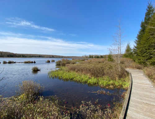 Black Moshannon State Park is an outdoor lovers paradise