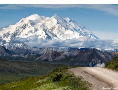 Seeing Wildlife in Denali National Park