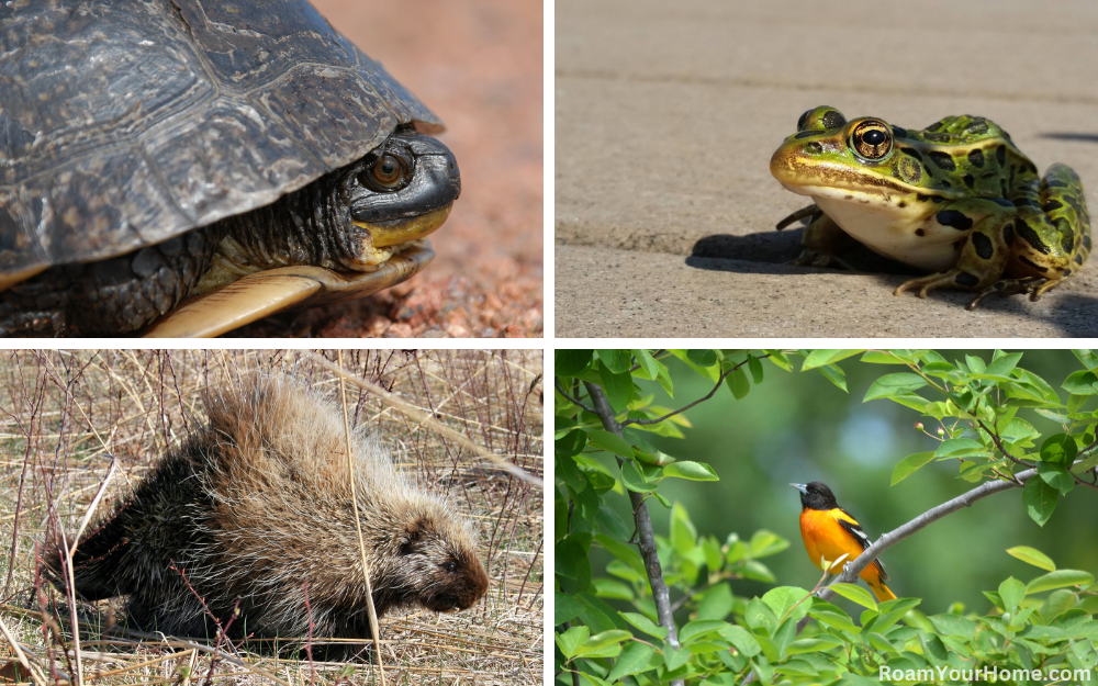 Wildlife in Necedah National Wildlife Refuge.