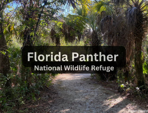 Explore the little known Florida Panther Wildlife Refuge