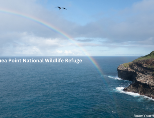 Birding at Kilauea Point National Wildlife Refuge