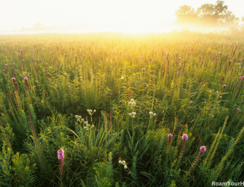 See bison at the Midewin National Tallgrass Prairie near Chicago