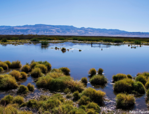 Birdwatching at the Stillwater National Wildlife Refuge near Reno