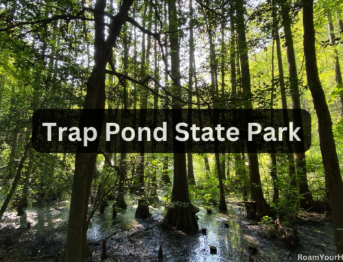 Hike amongst massive cypress trees at Trap Pond State Park