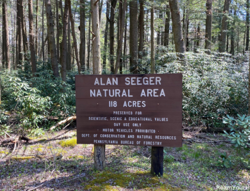 Hike through towering old-growth at Alan Seeger Natural Area