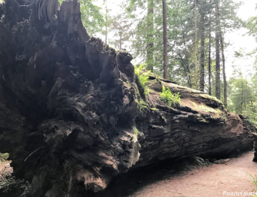 Hiking Jedediah Smith Redwoods Stout Grove