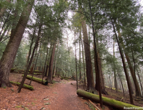 Hike through PA’s oldest trees at Cook Forest State Park