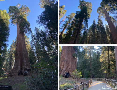 Exploring Grant Grove in Kings Canyon National Park