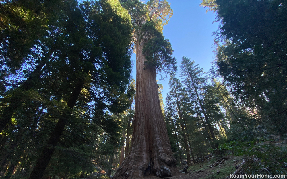 General Grant Tree in Kings Canyon National Park