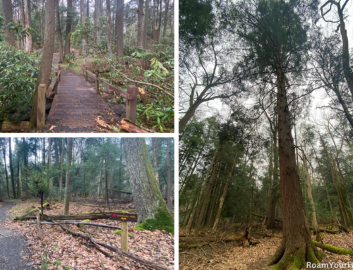 Cathedral State Park: Hike through 500 year old trees