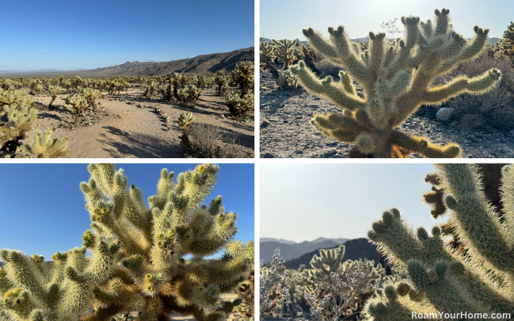 Cholla Cactus Garden