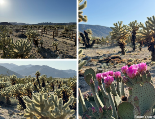 Cholla Cactus Garden in Joshua Tree National Park