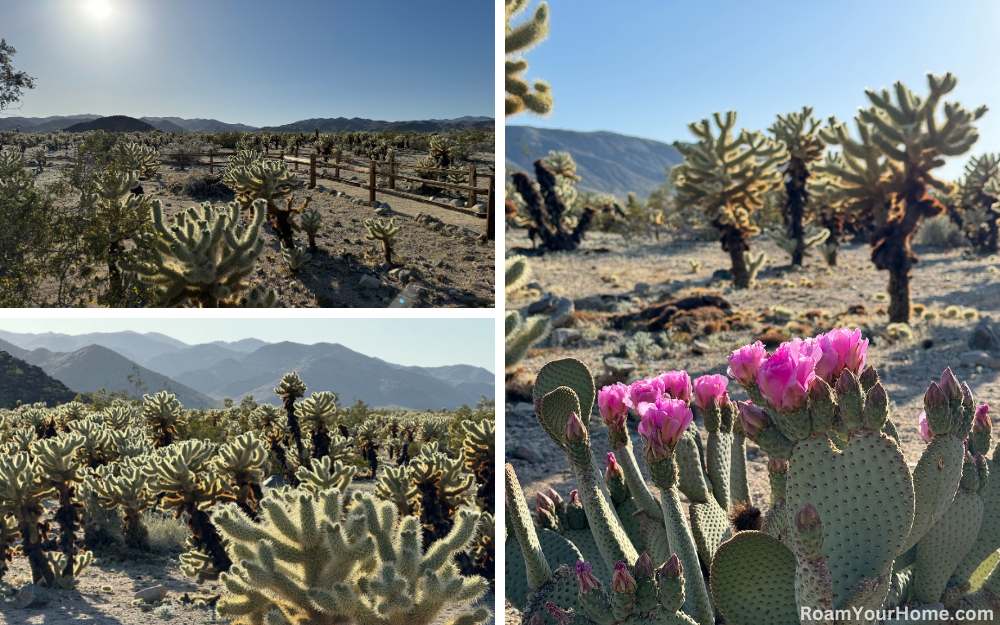 Cholla Cactus Garden in Joshua Tree National Park.