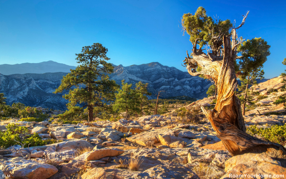 Red Rock Canyon National Conservation Area