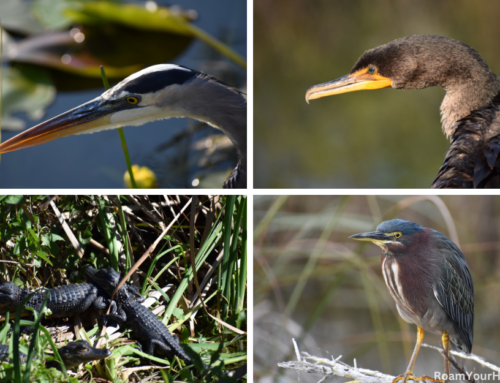 Anhinga Trail Guide: Everglades National Park