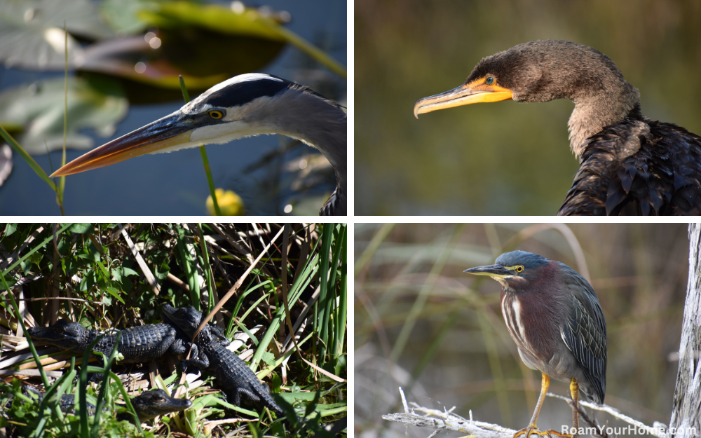 Anhinga Trail in Everglades National Park.