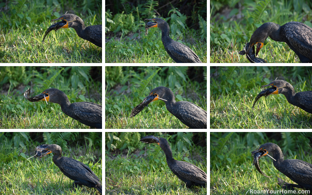 Cormorant struggling to eat fish along the Anhinga Trail in the Everglades.