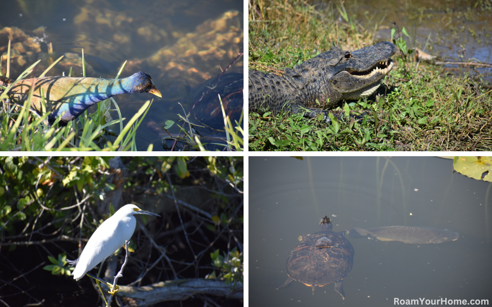 Anhinga Trail in Everglades National Park.