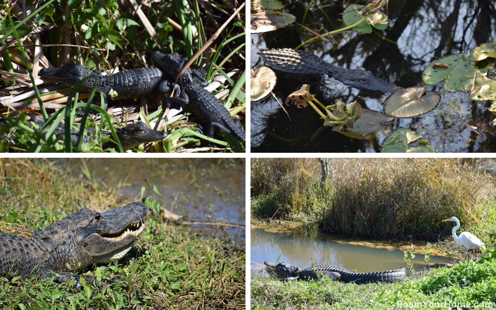 Alligators in Everglades National Park.