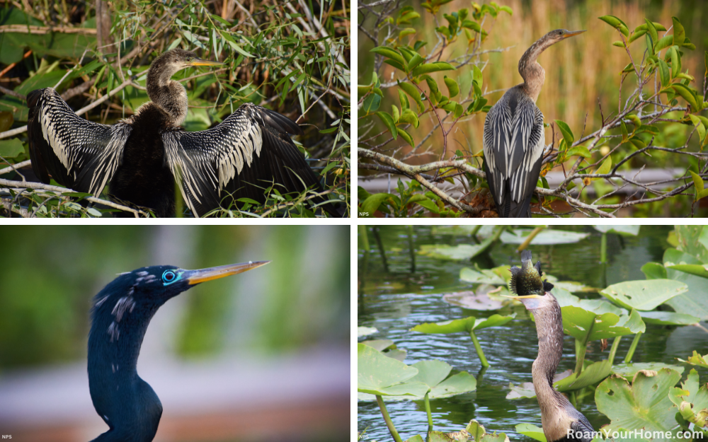 Anhinga in Everglades National Park.