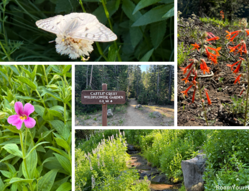 Crater Lake National Park: Castle Crest Wildflower Trail