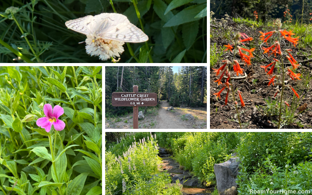 Castle Crest Wildflower Trail