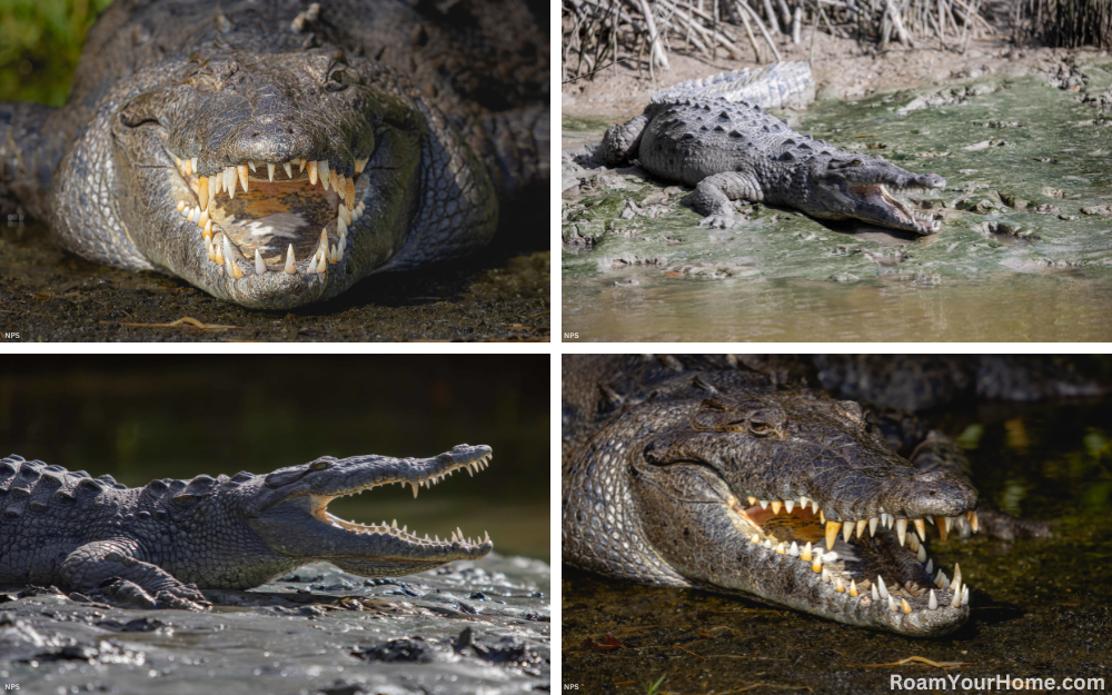 Crocodiles in Everglades National Park.