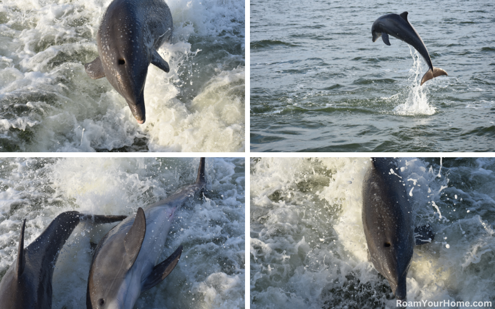 Dolphins in Everglades National Park.