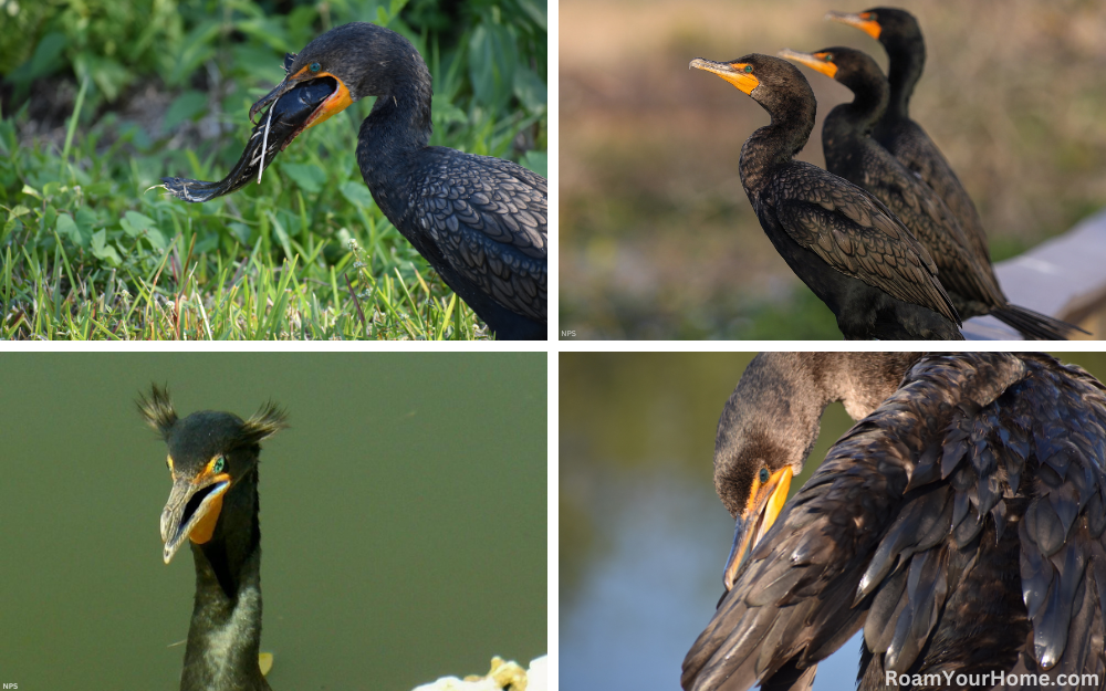 Double-crested Cormorant in Everglades National Park.