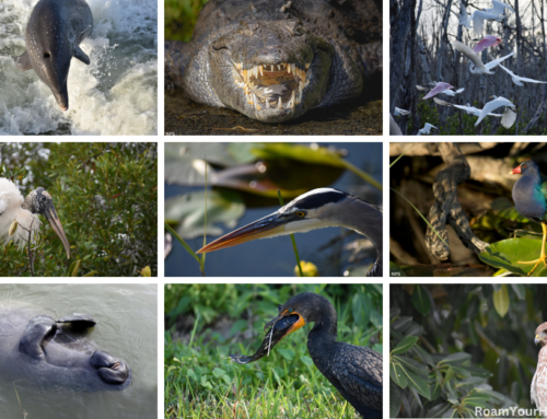 Everglades National Park Guide: Top 10 Wildlife to See and Where