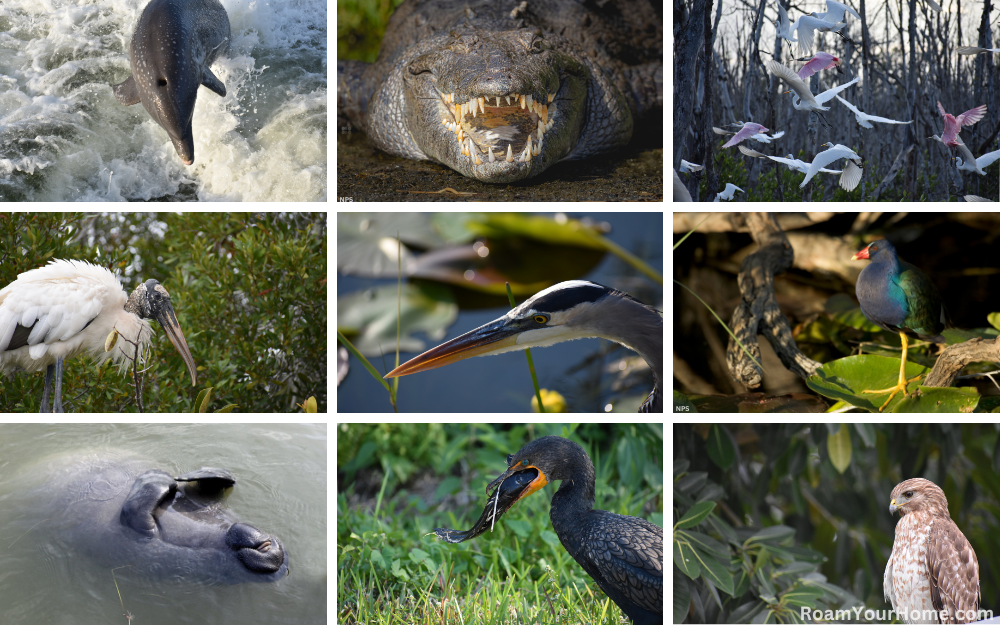 Everglades National Park Wildlife.