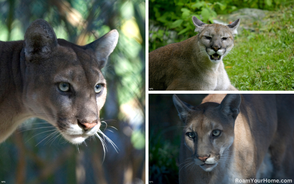 Florida Panthers in in Everglades National Park.