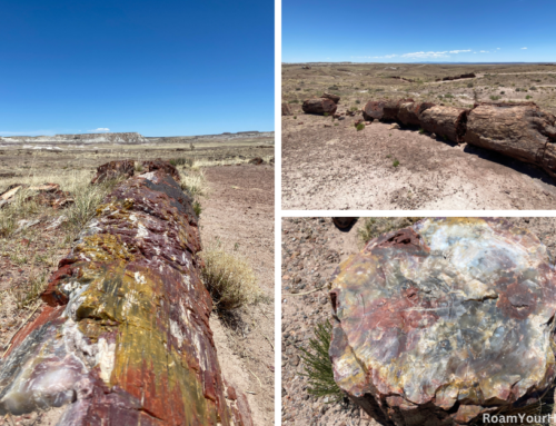 Giant Logs Trail: Petrified Forest National Park