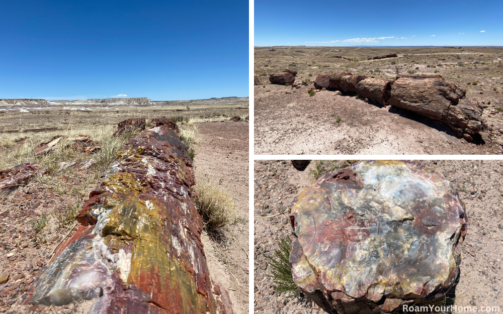 Giant Logs Trail in Petrified Forest National Park