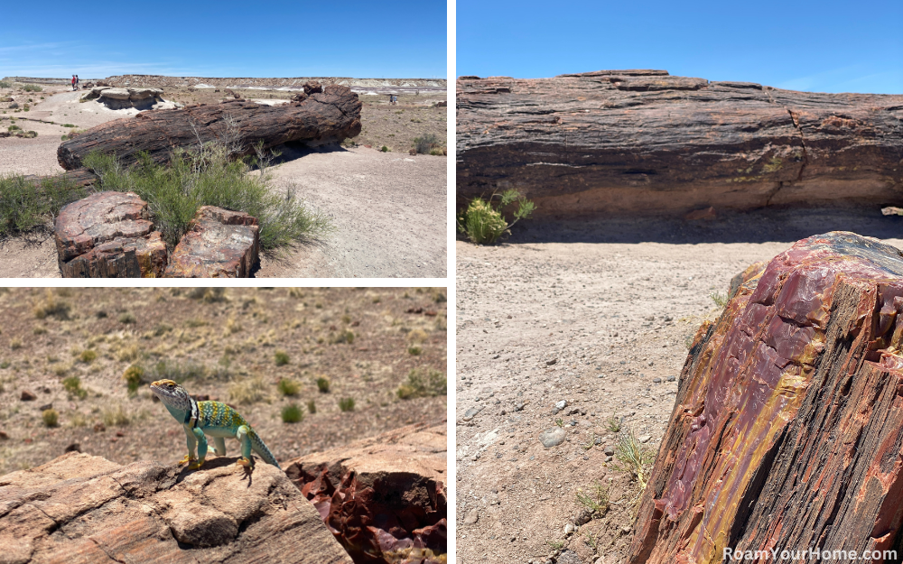 Giant Logs Trail in Petrified Forest National Park