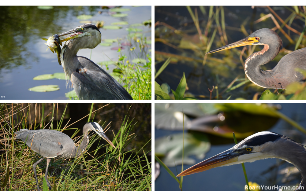 Great Blue Herons in Everglades National Park.