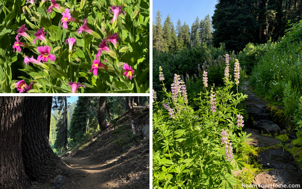 Hiking the Castle Crest Wildflower Trail