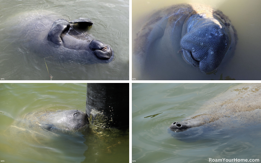 Manatees in Everglades National Park.