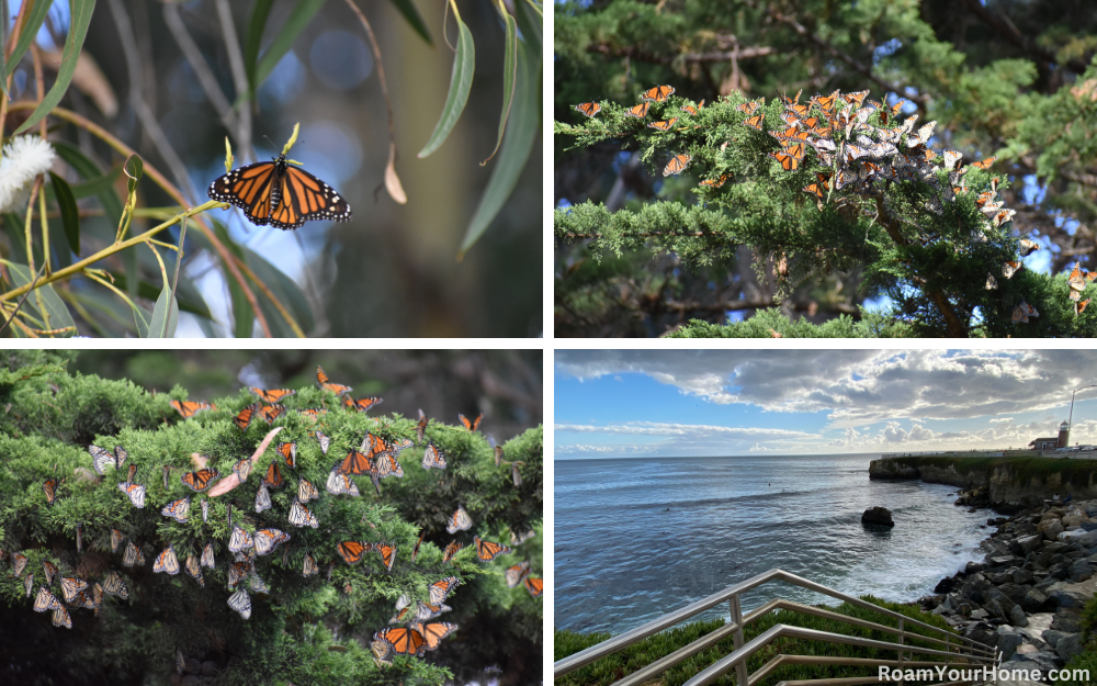 Lighthouse Field State Beach Monarch Butterflies