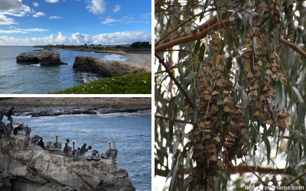 Natural Bridge State Park Monarch Butterflies in Santa Cruz