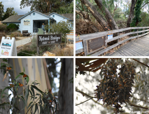 1000s of Monarch Butterflies visit these Santa Cruz State Parks