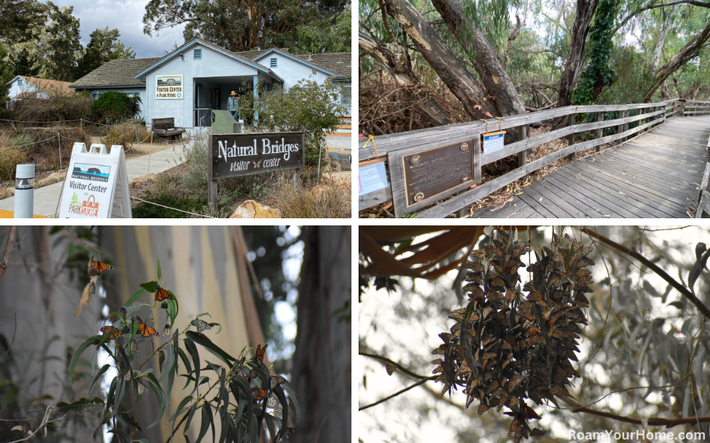 Natural Bridge Monarch Butterflies