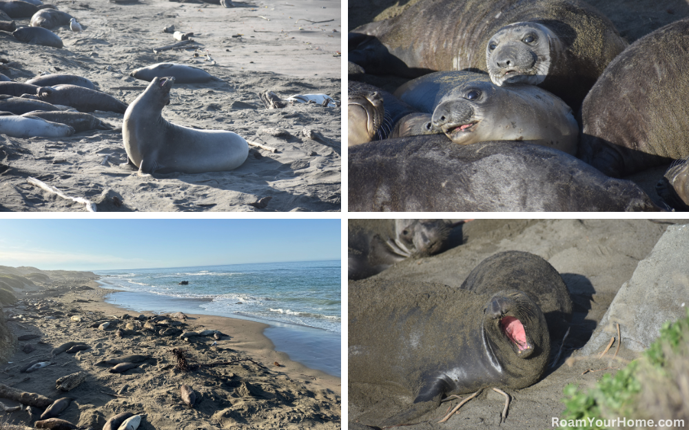 Piedras Blancas Elephant Seal Rookery