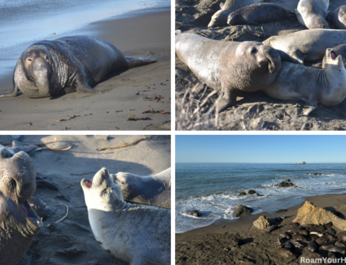 Piedras Blancas Elephant Seal Rookery: A Visitors Guide