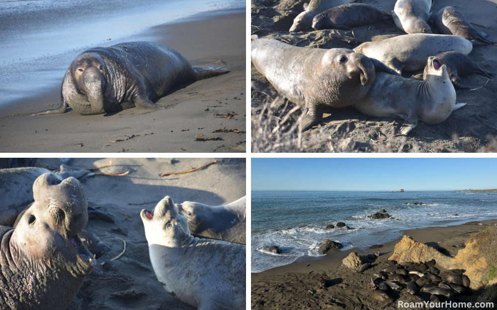 Piedras Blancas Elephant Seal Rookery