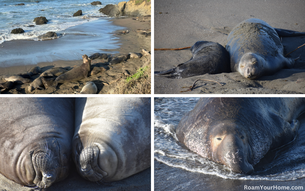 Piedras Blancas Elephant Seal Rookery