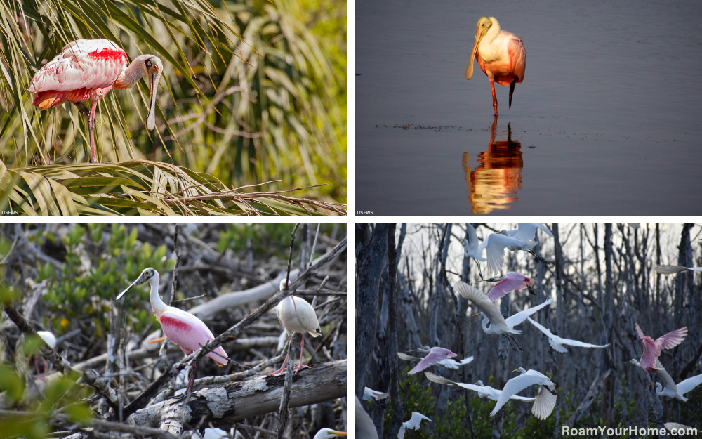 Roseate Spoonbills