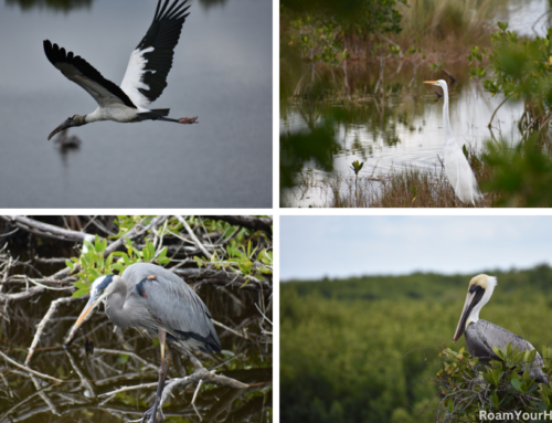 Birdwatching in Florida’s Ten Thousand Islands NWR