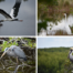 Thousand Islands National Wildlife Refuge