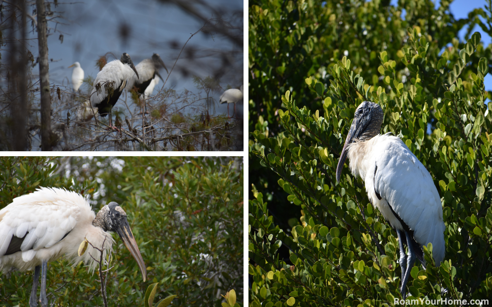 Wood Storks in Everglades National Park.